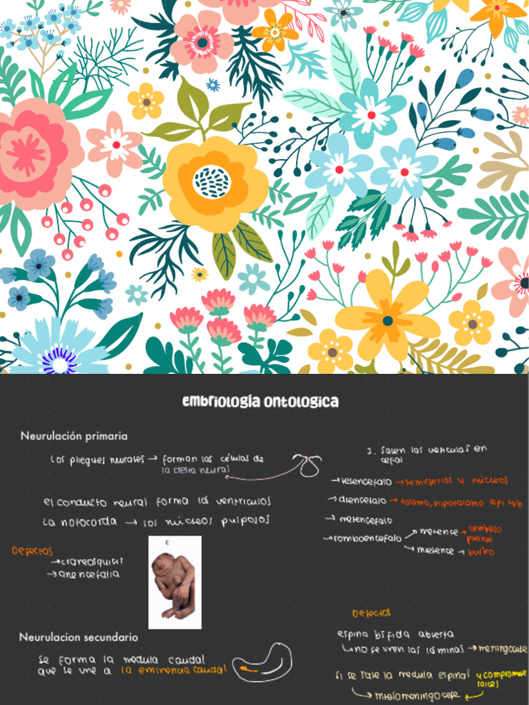 Ciclopia Humana y Embriología Neural | PDF | Anatomía | Anatomía humana