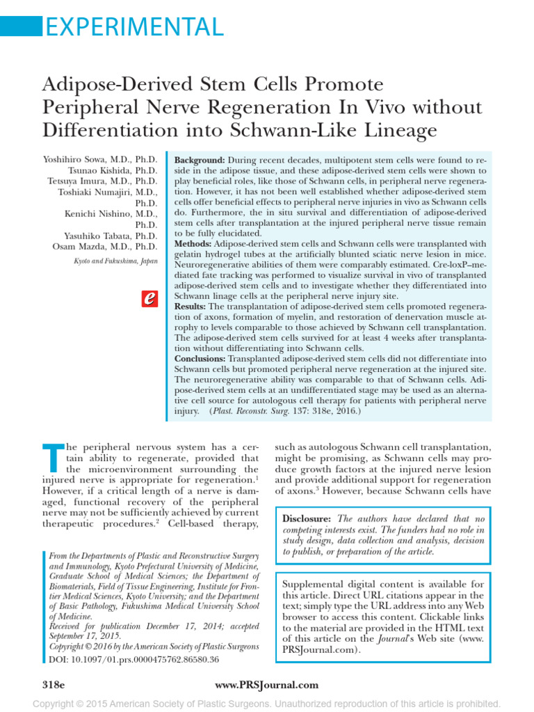 Adipose Stem Cells Enhance Nerve Repair | PDF | Nerve | Stem Cell