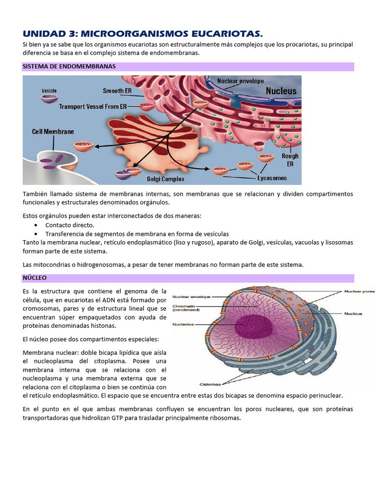 Estructura y Función de Eucariotas | PDF | Citoplasma | Nucleo celular