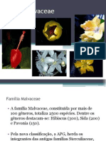 Filogenia - Malvaceae e Myrtaceae