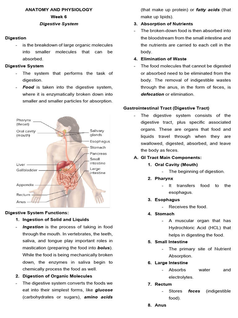 Digestive System Anatomy and Functions | PDF | Digestion | Stomach