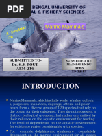 Whales Pdf