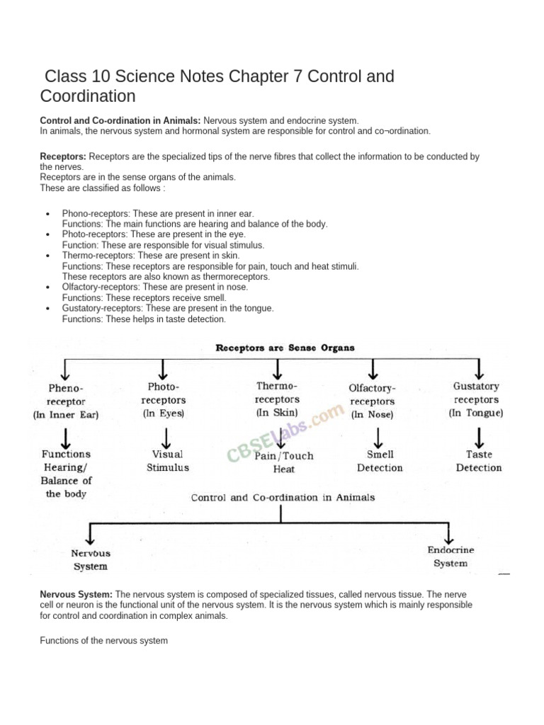 Class 10 Notes: Control and Coordination | PDF | Neuron | Axon