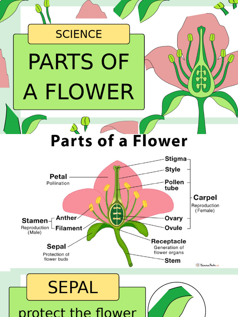Parts of a Flower Explained | PDF