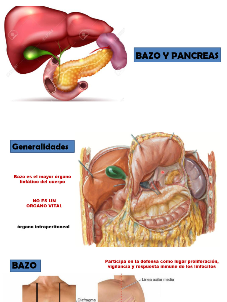 Relación entre Bazo y Páncreas | PDF | Bazo | Páncreas