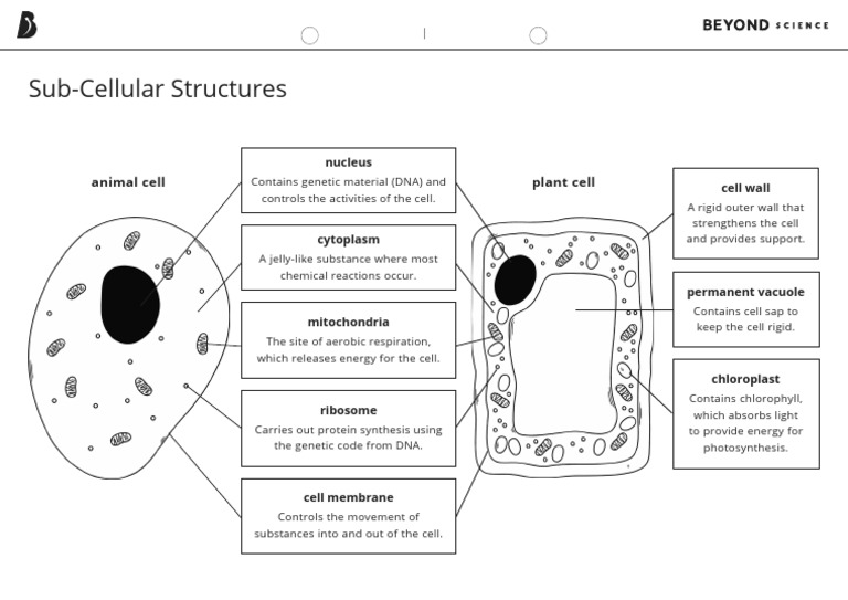 Plant and Animal Cell Labeling Guide | PDF