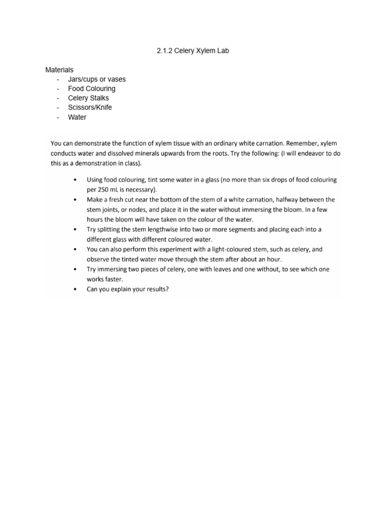 Celery Xylem Lab | PDF