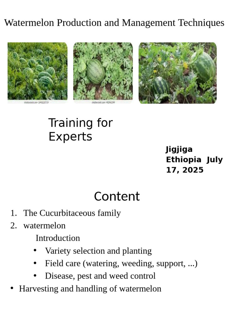 Water Melon | PDF | Watermelon | Cucurbita