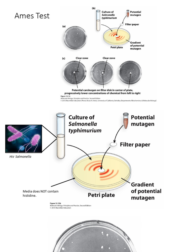Ames Test and DNA Reactive Agents | PDF