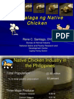 Pag-Aalaga NG Native Chicken