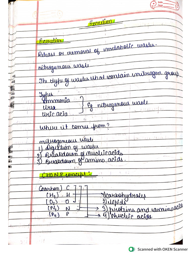 Excretion | PDF