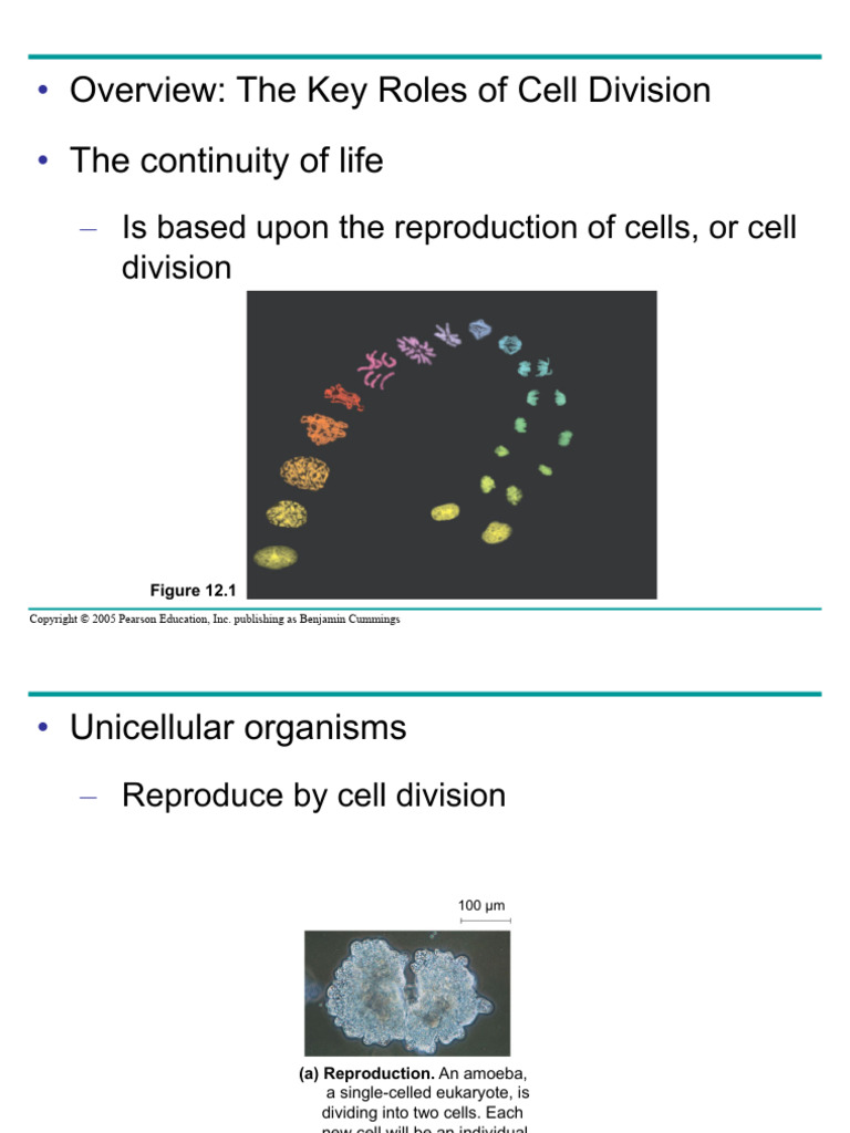 Understanding Cell Division and Genetics | PDF