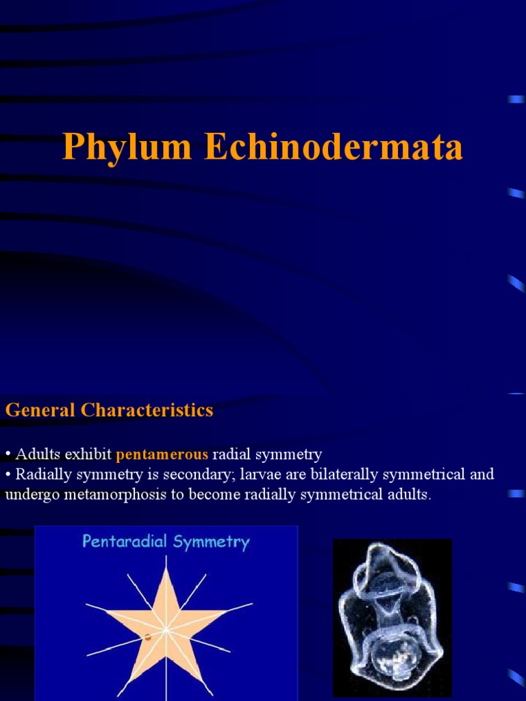 -Echinodermata.PPT | Organisms | Zoology
