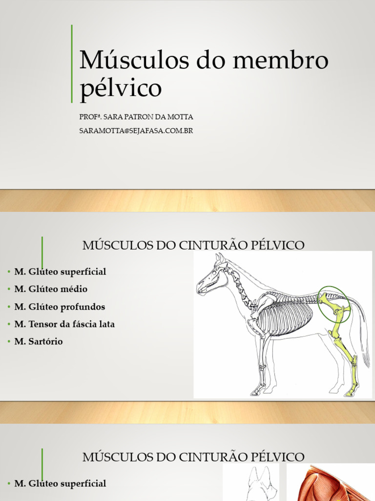Músculos do Membro Pélvico: Estrutura e Função | PDF | Pélvis | Tecido ...