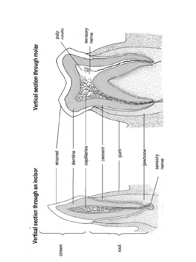 Biological Drawings | PDF