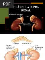 Glandula Supra Renal