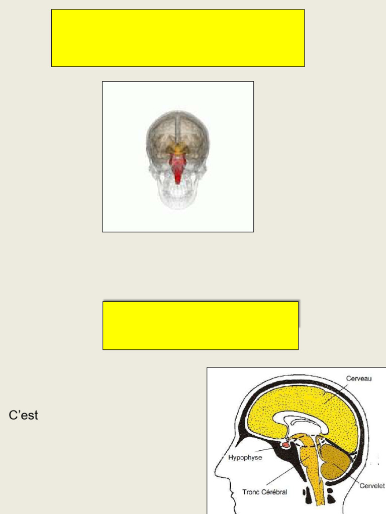 Tronc Cerebral | PDF | Tronc cérébral | Système nerveux central