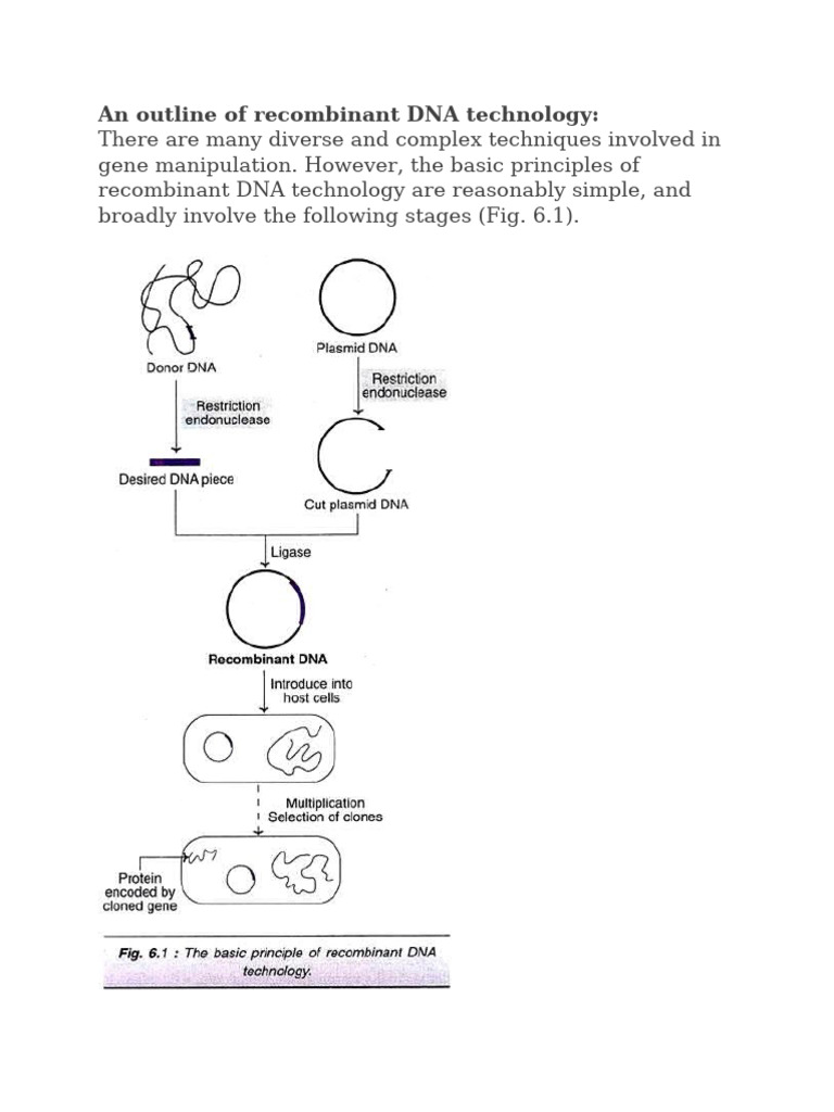 RDT in Biotechnology Explained | PDF | Restriction Enzyme | Molecular ...