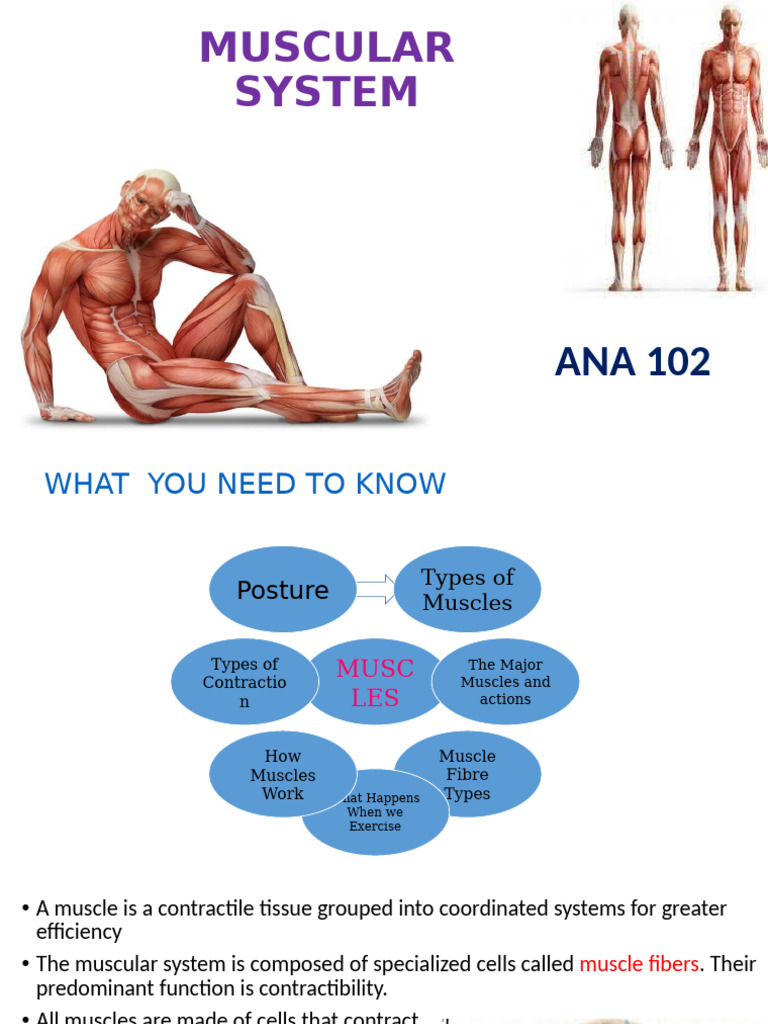 Overview of the Muscular System | PDF | Skeletal Muscle | Muscle