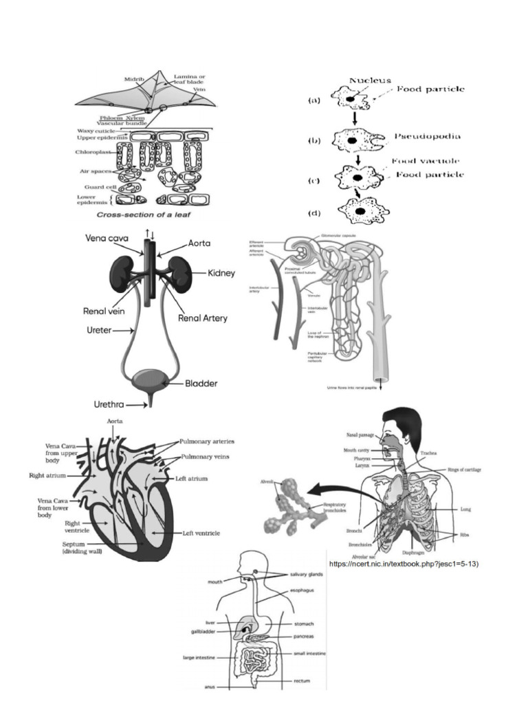 Biology Diagram | PDF
