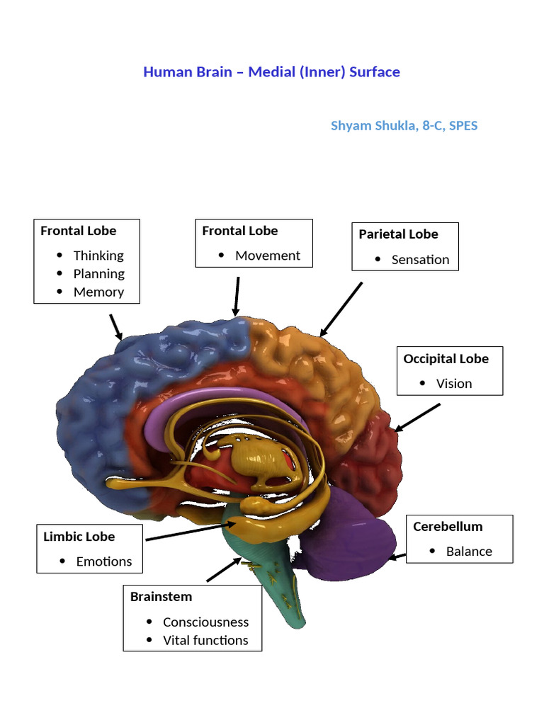 Human Brain | PDF