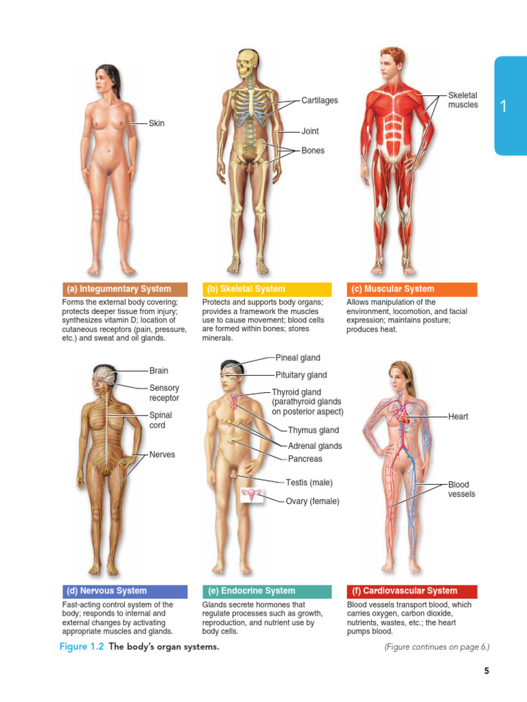 Overview of Human Body Systems | PDF | Human Body | Reproductive System