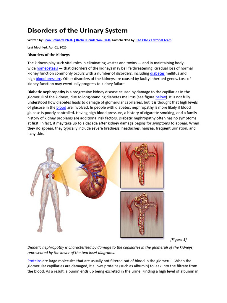 Urinary System Disorders Explained | PDF | Urinary Incontinence ...