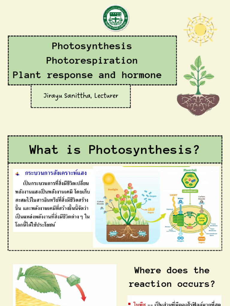 Photosynthesis | PDF