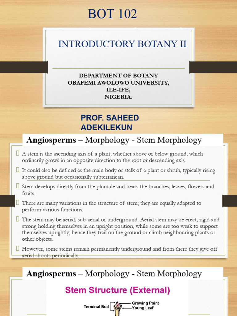 Angiosperm Stem Morphology Overview | PDF | Plant Stem | Leaf