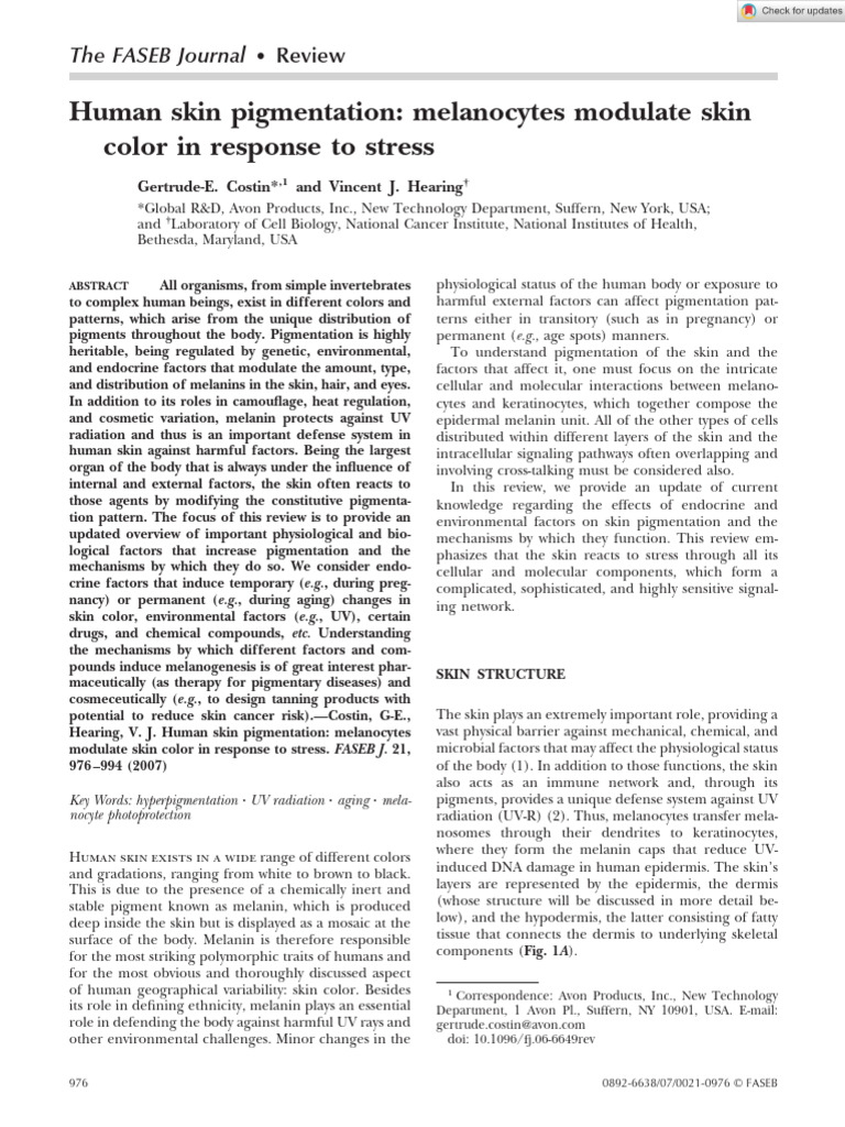 Melanin's Role in Skin Pigmentation | PDF | Epidermis | Ultraviolet
