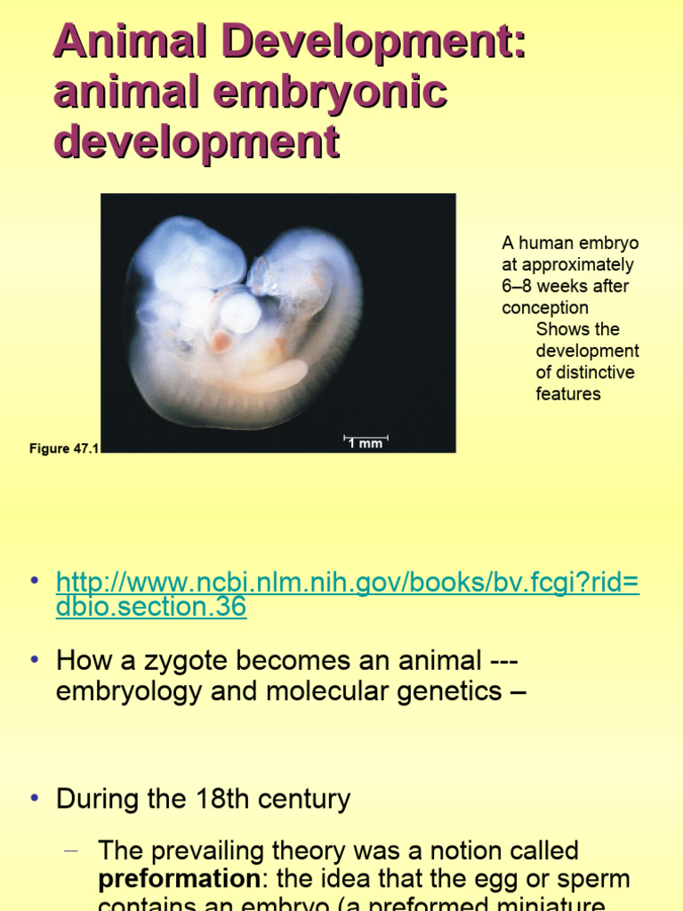 Animal Development: Animal Embryonic Development | PDF | Embryo ...