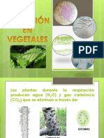 EXCRECIÓN EN VEGETALES