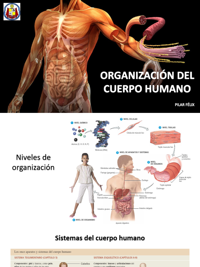 Niveles de Organización del Cuerpo Humano | PDF | Sistema digestivo ...