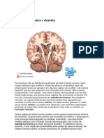 Substâncias Branca e Cinzenta