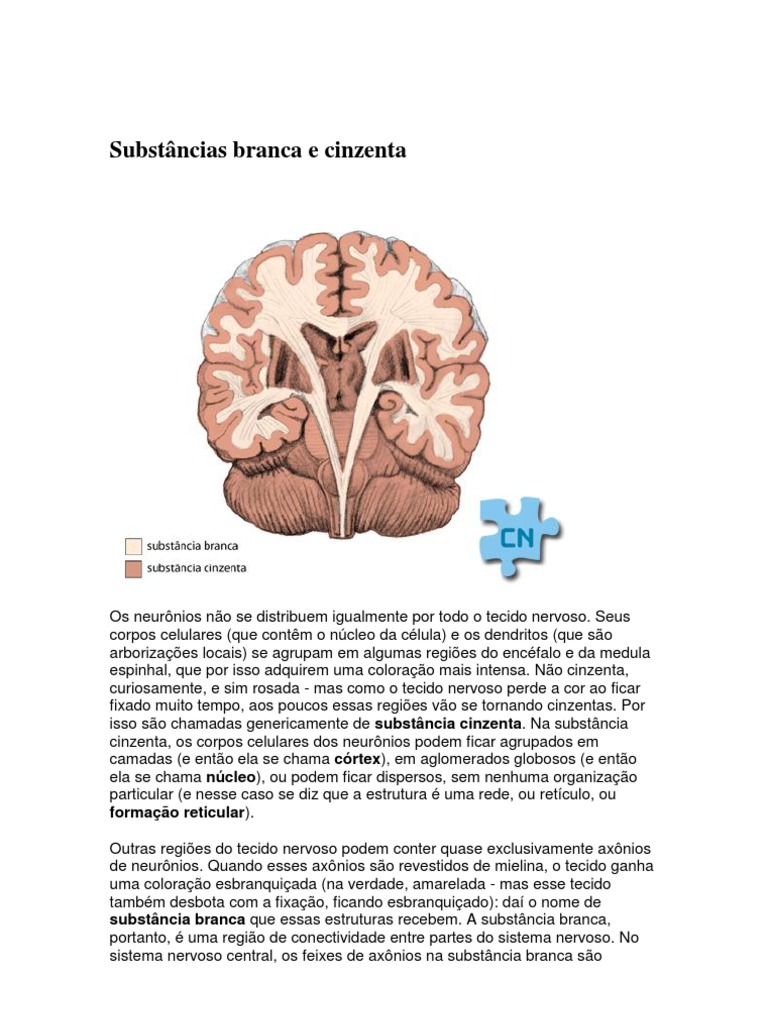 Substâncias branca e cinzenta Órgão (Anatomia) Anatomia Humana
