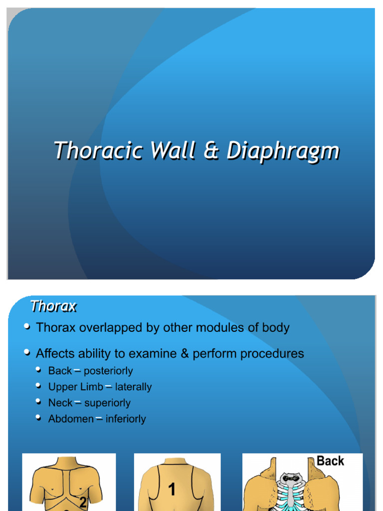 Thoracic Wall and Diaphragm Overview | PDF | Thorax | Thorax (Human ...