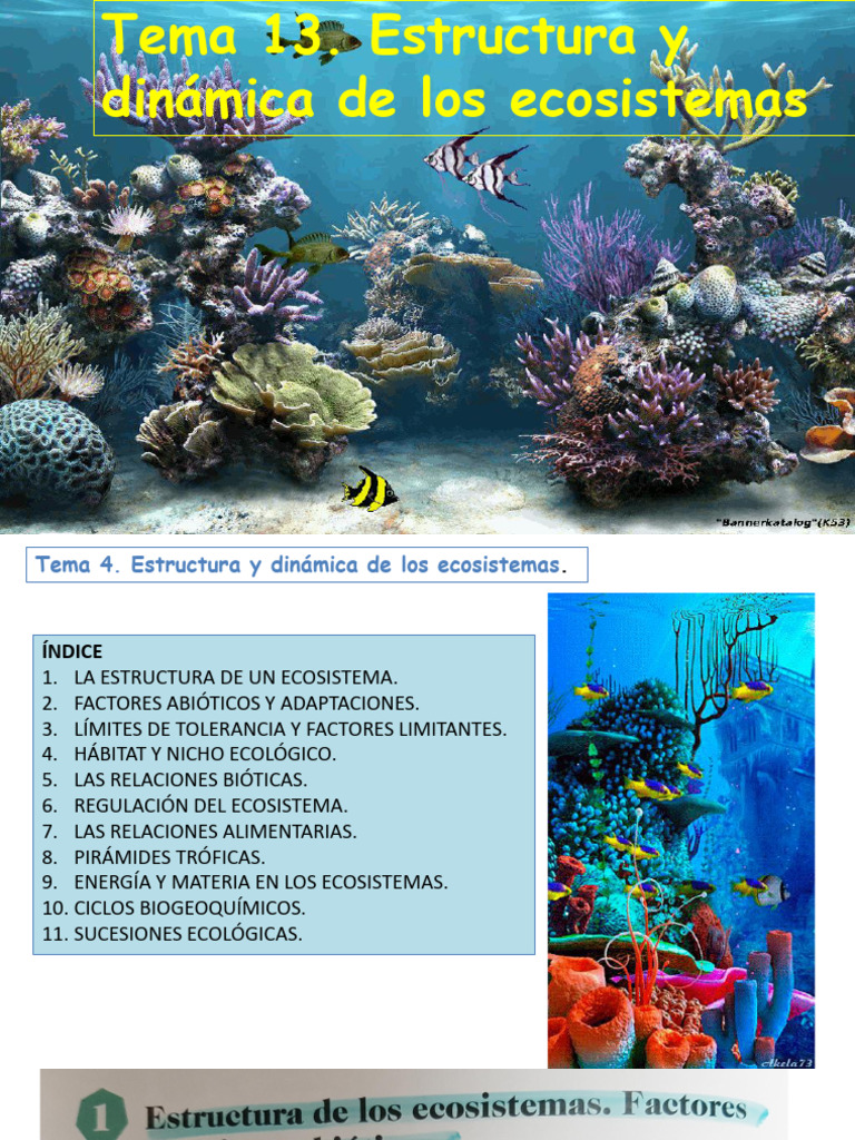 (2024-2025) Tema 13A. Estructura y Dinámica de Los Ecosistemas 2 | PDF ...