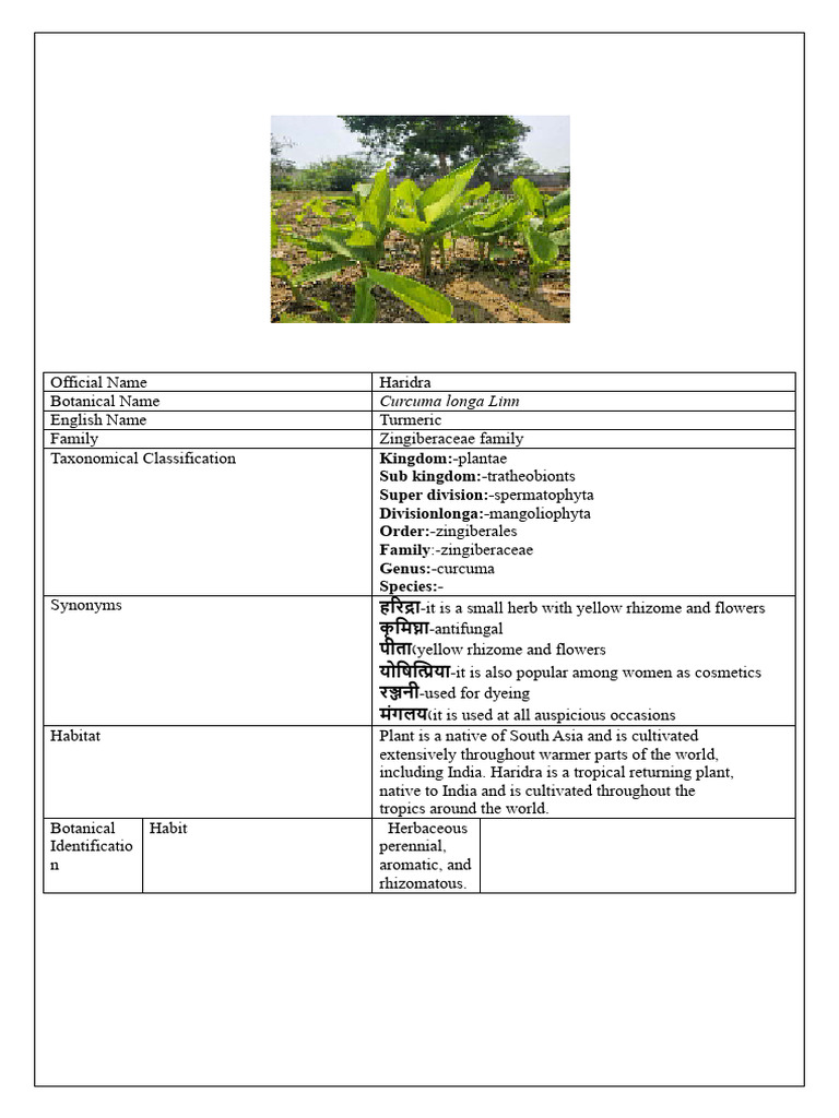 cumin seed plant Nutmeg Plant; Black Cumin Seeds (Nigella sativa) main image 1