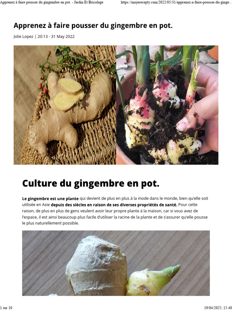 Cultiver du gingembre en pot facilement | PDF | Agriculture | Botanique