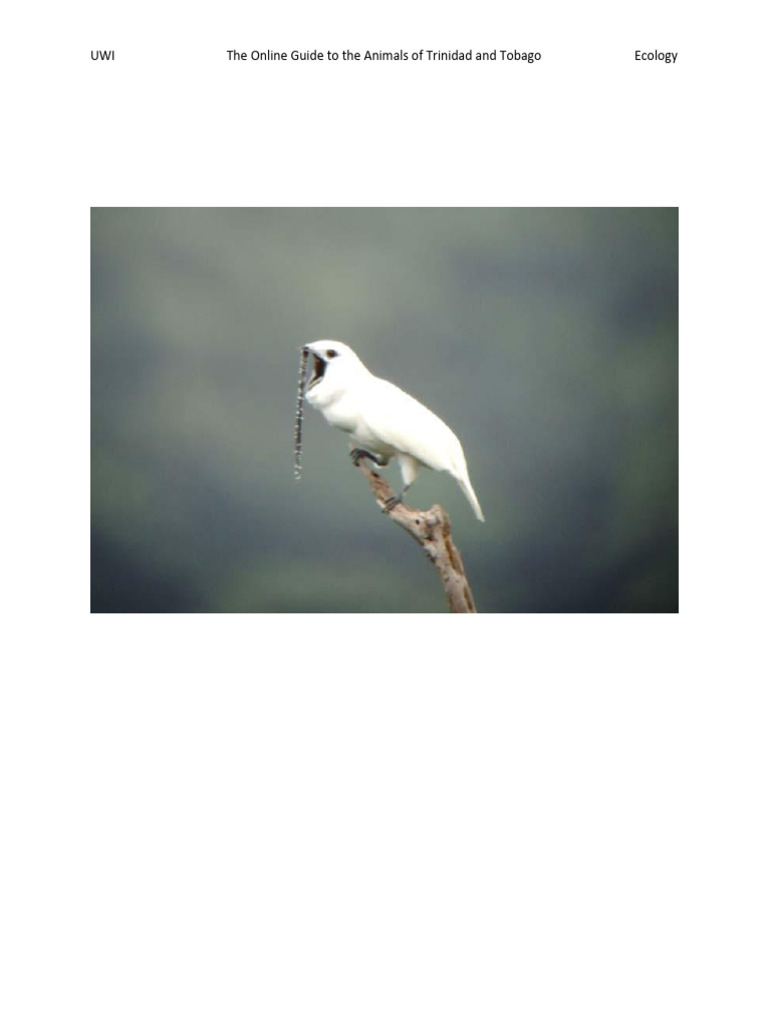 White Bellbird: Habitat and Range | PDF | Birds | Holarctic Birds