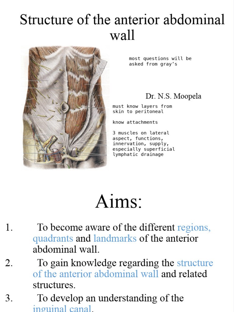 Anatomy of the Anterior Abdominal Wall | PDF | Abdomen | Pelvis