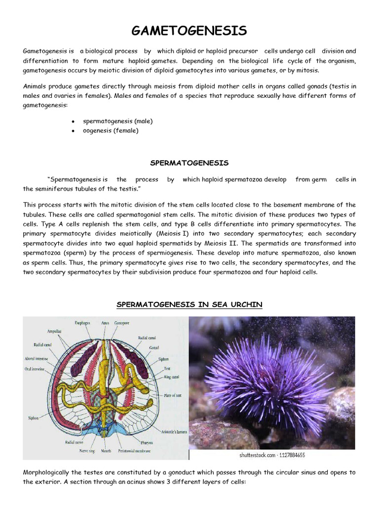 Sea Urchin Gametogenesis Overview | PDF | Fertilisation | Meiosis