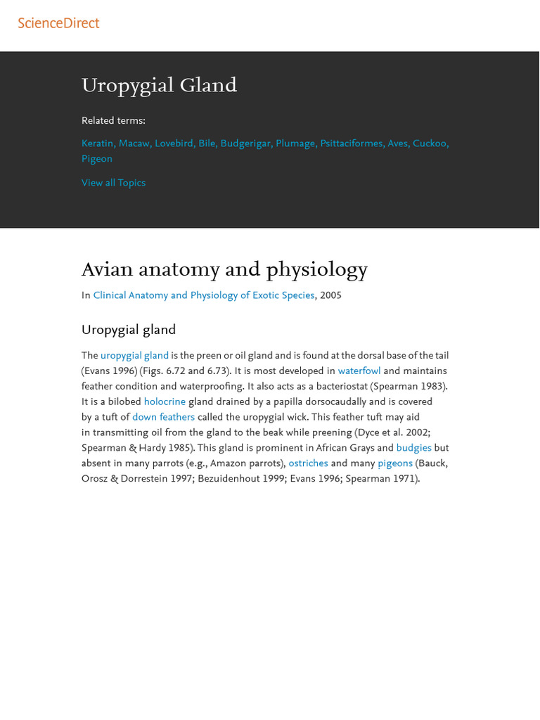 Avían Uropygial Gland | PDF | Feather