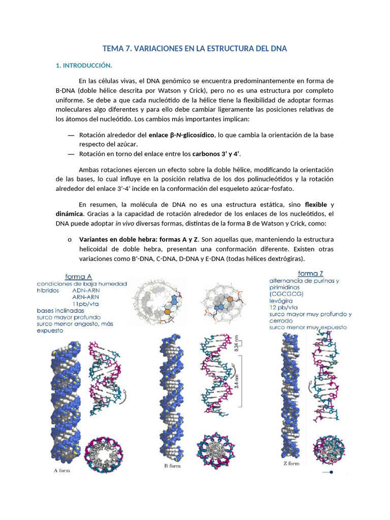 Tema 7. Variaciones en La Estructur DNA | PDF | Adn | Rna