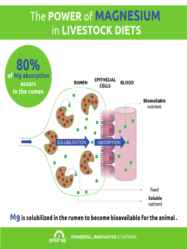 PHix Up Magnesium Absorption Ruminants 1754324348 | PDF