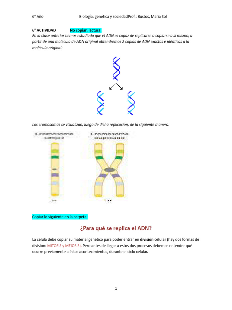 Replicación del ADN y Ciclo Celular | PDF | Mitosis | Mitosis