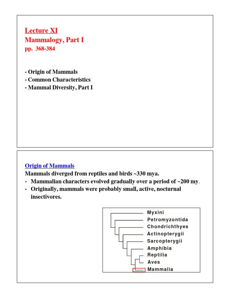 Origin and Characteristics of Mammals | PDF | Mammals | Marsupials