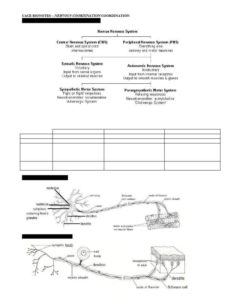 A Level Nervous Coordination 2021 | PDF | Chemical Synapse | Action ...