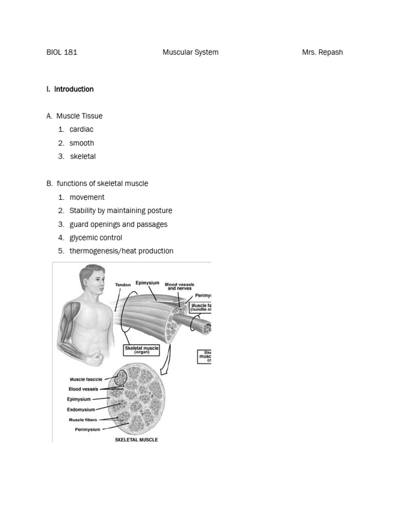 Overview of the Skeletal Muscle System | PDF | Muscle Contraction ...