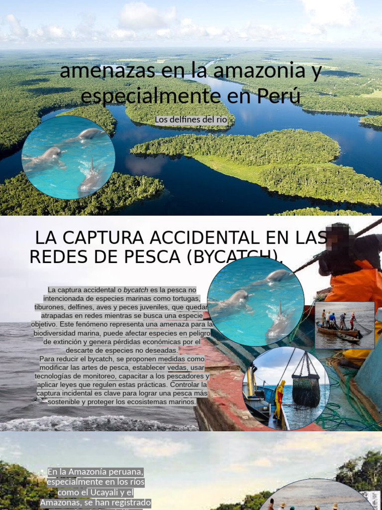 Delfines de Rio | PDF | Entorno natural | Selva amazónica